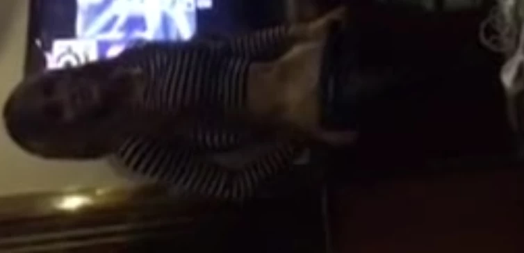 TS伪娘视频合集 111g